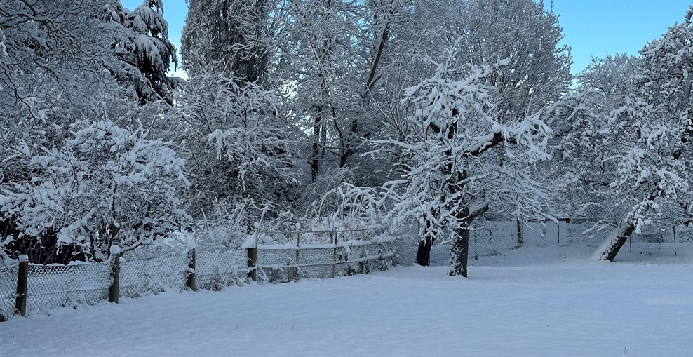 Schnee Bäume Landschaft